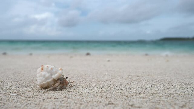 Macro and close-up of hermit crayfish with beautiful shell against white sand and blue ocean in Maldives. A hermit crayfish with a beautiful shell moves along the frame on the white sand. 4k