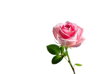 Fototapeta premium Delicate Rose and Leaf Arrangement, Ideal for Design Backgrounds