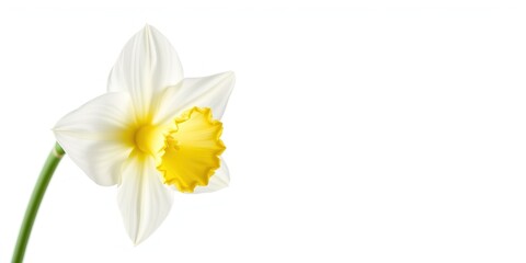 Obraz premium Delicate White Daffodil, Springtime Elegance