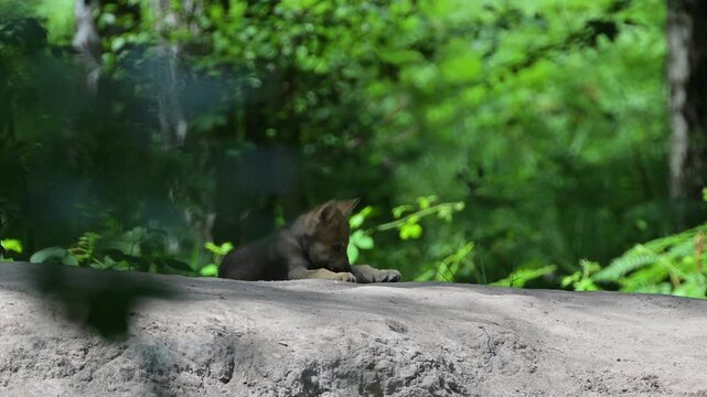 Wolf, Canis Lupus, Jungtier, Wald, Sommer, Deutschland