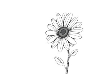 Elegant Drawn Daisy Floral Design for Backgrounds