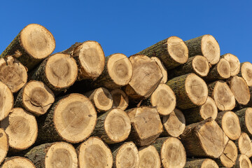 Wall of stacked wooden logs on a blue sky day. Background texture. High quality photo.