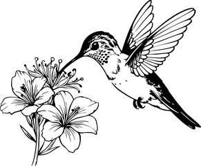 Obraz premium Hummingbird feeding on lily flowers nature scene illustration botanical close-up beauty of wildlife