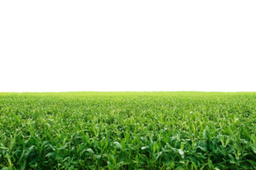Lush green field of crops stretching towards a clear sky in rural countryside during summer isolated on transparent background