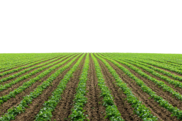 Vibrant green rows of crops stretching across a sunlit field at the onset of summer isolated on transparent background