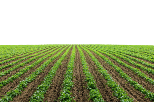 Vibrant green rows of crops stretching across a sunlit field at the onset of summer isolated on transparent background