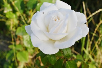white rose close-up. Large, bright rose with dust on petals in sunlight