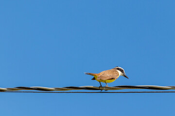 bem-te-vi  bird - Pitangus sulphuratus