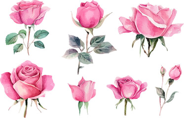 set of pink roses vector