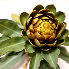 Obraz premium Artichoke with Leaves