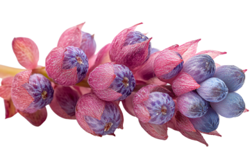 Stunning close-up of a vibrant pink and purple flower cluster showcasing intricate petal details against a white background.