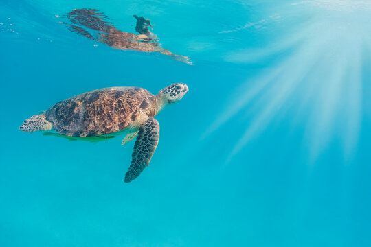 Green Turtle at Perhentian island, Malaysia