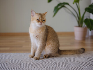 Obraz na płótnie Canvas Beautiful short hair cat and house plant at home . Adorable domestic pet concept. Pet resting and hides in greenery