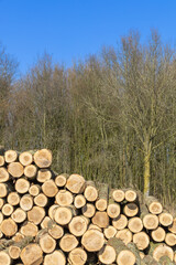 A lot of tree logs are stacked vertical on top of each other by cutting and annual rings to the audience-close-up. blue sky day.