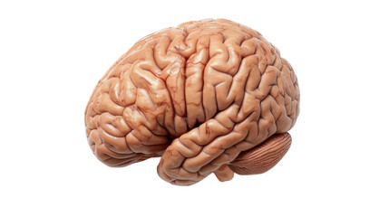 Realistic human brain isolated on transparent background showing cerebrum, cerebellum, and brain stem