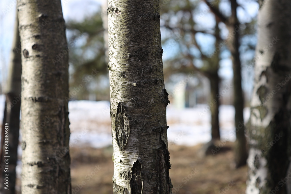 Poster a detailed view of a tree trunk in a forest environment, suitable for nature or outdoor-themed proje