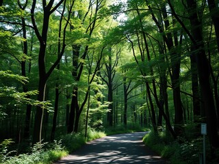 Tranquil Hinoki Forest Path, Natural Light and Calm