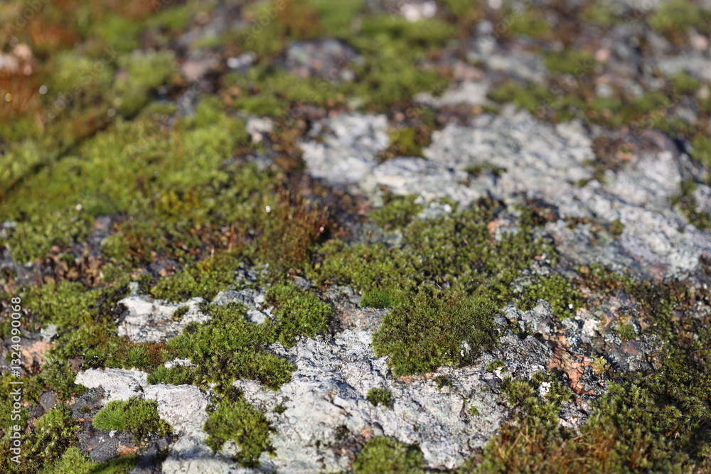 Aufkleber a close-up shot of a moss-covered rock with intricate details and textures.