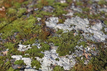 A close-up shot of a moss-covered rock with intricate details and textures.
