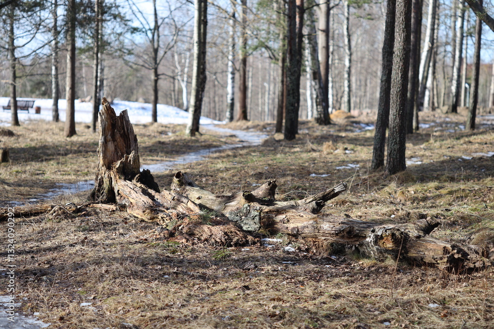 Aufkleber a tree trunk remains in a dense forest, surrounded by foliage and underbrush.