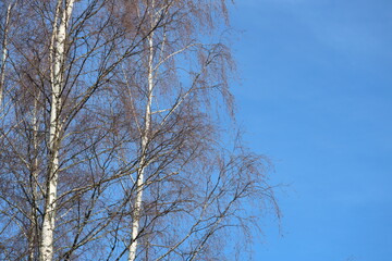 Two trees growing close together.