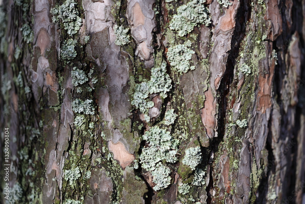Poster Close-up shot of tree bark texture and patterns.