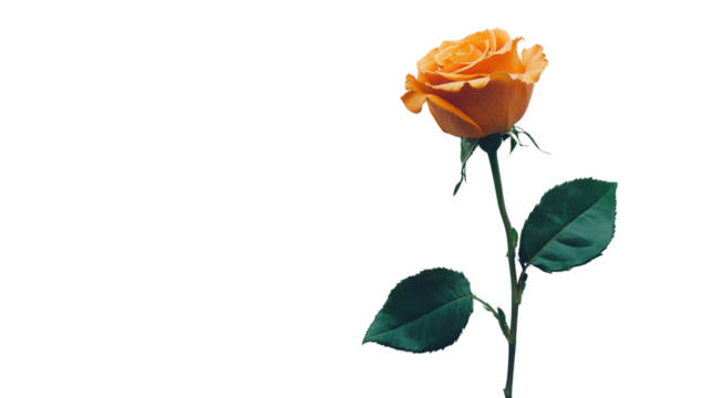 Vibrant orange rose with rich green leaves on a white isolated background, perfect for floral arrangements and nature themes. - Powered by Adobe