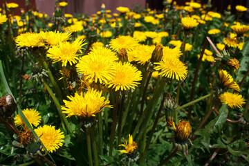 meadow with blooming dandelions