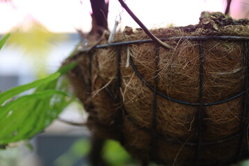 Close-up shot of a plant in a hanging basket.
