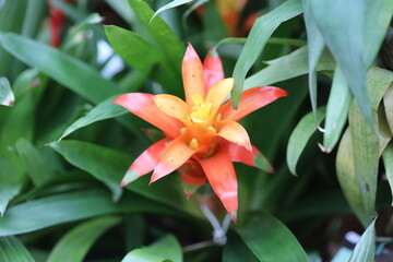 A detailed view of a flower with lush green leaves.