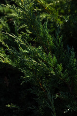 Close up of evergreen bush in sunny light