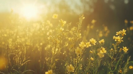 Obraz premium Golden Hour Meadow