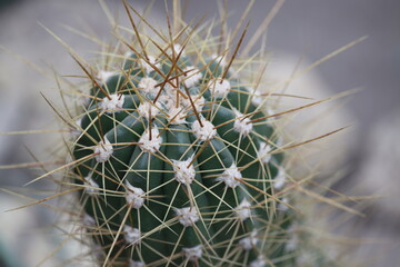 Desert flora, succulent plant, thorny stems.