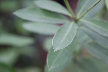 A detailed view of a plant with vibrant green leaves, perfect for illustrating natural or scientific concepts.