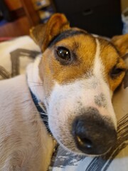 Jack Russell seen from very close up