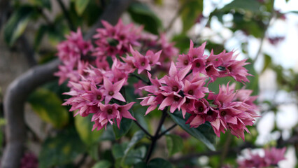 Fototapeta premium Bleeding Heart Flower also known as Clerodendrum thomsoniae