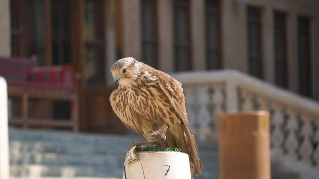 Doha, Qatar: Portrait of a falcon at Katara International Hunting