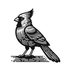 cardinal engrave logo icon design illustration