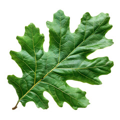 Fototapeta premium Detailed View of Lush Green Leaf with Intricate Veins on a Black Background
