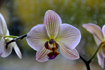 Orchidee