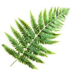 Single Delicate Fern Frond Isolated Against Black Background for Nature and Botanical Themes