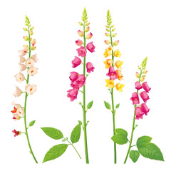 Set of Snapdragon (Antirrhinum) isolated on a white background. vector illustration.