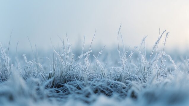 During winter, field grass becomes frozen. Ice and frost blanket the grass in the winter.