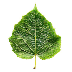 Obraz premium Single Green Leaf with Intricate Veins Isolated on Black Background for Nature and Design