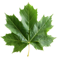 Isolated Green Maple Leaf on Black Background Showing Intricate Veining and Unique Shape