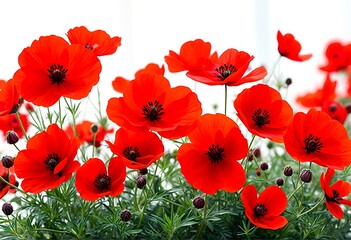 red poppy flowers.