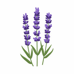 My Simple flat 2D icon purple lavender branch isolated on a white background, vector, flat design, animation design, simple flat 2D icon, minimalist design, clipart © Sabellatint