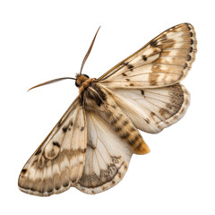 Dried Fruit Moth AI Generated Image