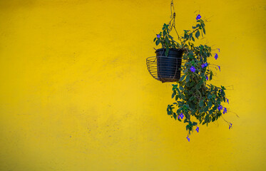 matera de jard&iacute;n en fondo amarillo - foto de stock