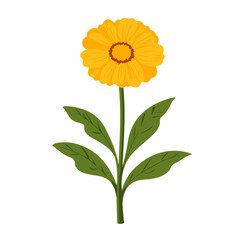 My Simple flat 2D icon marigold branch and green leaves isolated on a white background, vector, flat design, animation design, simple flat 2D icon, minimalist design, clipart